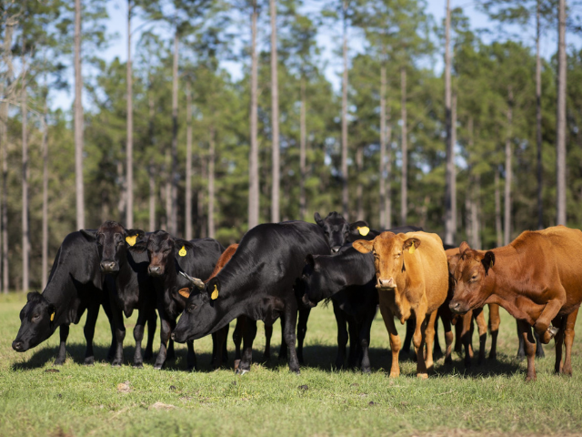 Calcium Feed Supplement for Cattle