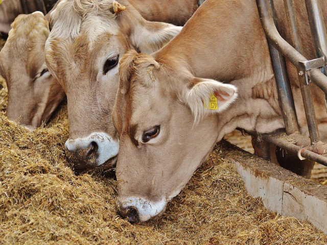 Five Questions to ask before you buy Chelated Cattle Mineral Mixture