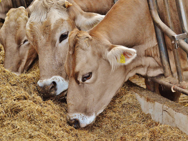 Five Questions to ask before you buy Chelated Cattle Mineral Mixture 