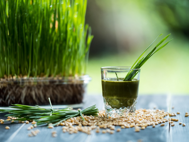 Five Solid Reasons to start a Wheatgrass Supplement Business